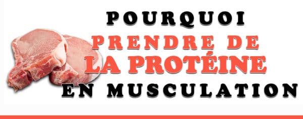 proteine musculation